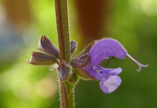 Phytotherapie